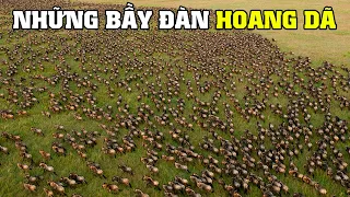 Vùng Serengeti Hoang Dã | Khám Phá Thế Giới Động Vật