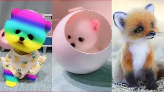 💓Funniest Tiktok cho phoc soc mini_ mini Pomeranian videos #10