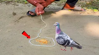 Easy Bird Trap - How To Catch Trap pigeon Easy At Home