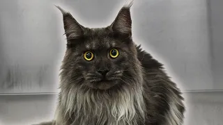 The most gorgeous Maine Coon I've ever seen