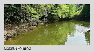 Modern Koi Blog #5264 - Tim in Japan: Ein Besuch am Naturteich Hongou