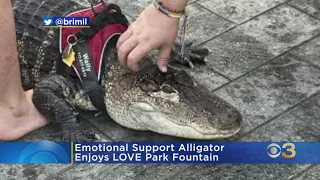 Emotional supporter alligator enjoys LOVE Park fountain