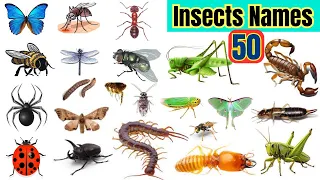Top 50 Insects Names in English || Insects Vocabulary || Insects Names with Pictures Ll Bugs Name