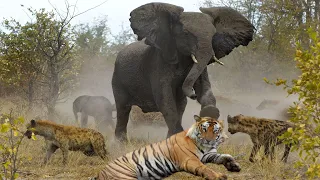 5 Animals That Can Kill a Tiger -  The Ultimate Conclusion (2021)