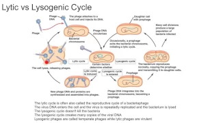 Lytic vs Lysogenic Cycle