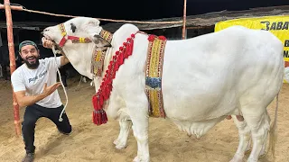 35 Lakh ka janwar 😍 Doston ko barey janwar dikhaney agae 🐂