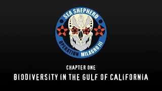 Op. Milagro III: Biodiversity in the Gulf of California