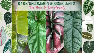 Rare/Uncommon Houseplants That Thrive In Low Humidity 💧🌿