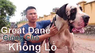 P2: GREAT DANE - Giống Chó "Siêu To Khổng Lồ" Số 1 Thế Giới | NhamTuatTV - Dog in Vietnam