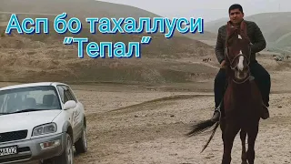 Ҳунарнамоиҳои аспи Бафо аз Косатарош.Асп бо тахаллуси Тепал 🐎