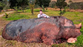 O MAIOR E MAIS TERRÍVEL JAVALI JÁ CAPTURADO EM FAZENDA