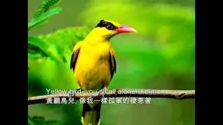 ❤♫ Brothers Four - Yellow bird (1960) 黃鸝鳥