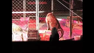 What happens when animals forced to perform in the circus misbehave?