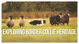 Border Collie Chronicles: Guardians of the Flock