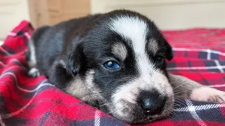Newborn Husky Puppies Open Their Eyes For the First Time!