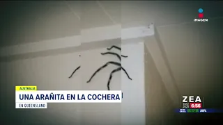 Descubren araña gigante en la cochera de su casa | Noticias con Francisco Zea