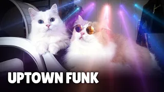 Mark Ronson - Uptown Funk (Cover By Cats) ft. Bruno Mars | Kittisaurus