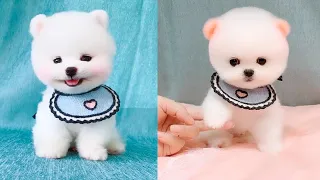 Cute and Funny Pomeranian Videos 114 #Shorts