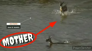 DEER SAVES HER BABY FROM CROCODILE…(Great sacrifice of mother for her baby video).