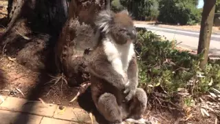 Ağaçtan atılan sevimli koala böyle isyan etti - Koala Gets Kicked Out Of Tree and Cries!