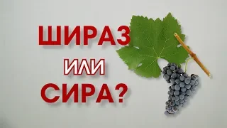 Красные сорта винограда. Сира vs Шираз.