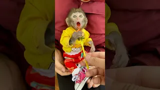 #monkey #memes #cutebaby #animals #trendingshorts #monkeybaby #animal #socute #babycute #funny