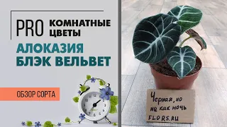 Комнатное растение Алоказия Блэк Вельвет - необычный цветок с бархатной кожей. Обзор сорта.