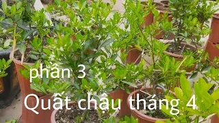 Cách làm và chăm sóc cây quất trên chậu tháng 4