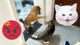 Dog and Cat Doing Crazy - Angry Cat - Funny Dog