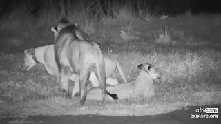 Lions: Start ot a mating session, part2.  Tembe: Jan 21 2023, night. explore.org