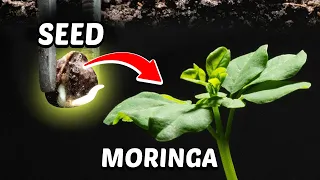 Moringa Seed Germination Time Lapse - Paper towel method | Malunggay #timelapsegarden #moringa