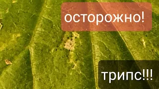 Осторожно  трипсы!!! Срочно в номер.