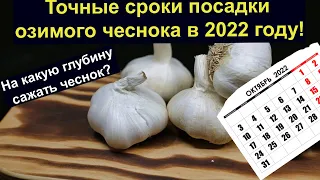 Точные сроки посадки озимого чеснока в 2022 году! На какую глубину сажать чеснок. Во всех Регионах.