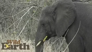 WildEarth - Sunset - 30 August 2020