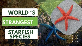 World's Strangest Starfish Species