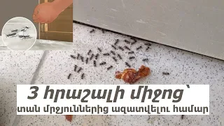 3 հրաշալի միջոց՝ տան մրջյուններից ազատվելու համար
