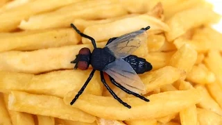 FLY IN FAST FOOD!