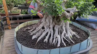 Pergerakan bonsai dari Bali ke jawa