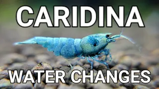 The Only Video You Need To Watch About Caridina Shrimp Tank Water Changes