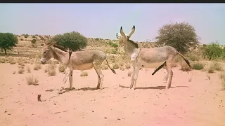 Donkeys enjoying in my village#donkey #gadha #donkeykong #video