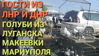 Гости из ЛНР и ДНР. Голуби из Мариуполя, Макеевки, Луганска на ярмарке голубей в Аксае. Pigeon Fair.