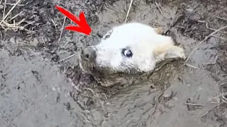 ¡El perro estaba ahogándose en el pantano y gritando pidiendo ayuda! ¡Mira quién vino a su rescate!