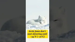 Arctic Foxes can Survive Extreme Cold Environment