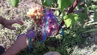 Защита винограда от ос и птиц.