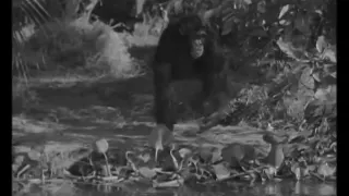 Tarzan finds a Son - 1939