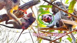 Oh-God-HeIp! Monkey Chago k!d-napped-monkey baby Elon. Tiny baby was-shocked-&-almost-fall-from tree