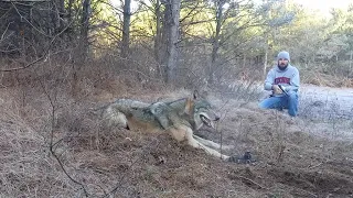 Парни освободили попавшего в капкан волка
