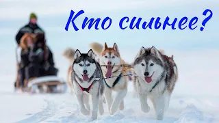 ❄️Очень интересный рассказ!!! Кто сильнее?