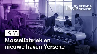 📼 Haven Yerseke geopend en bezoek mosselfabriek (1965)