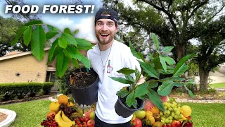 Backyard FOOD FOREST Makeover! Fruit for North American Gardens! Texas Zone 9